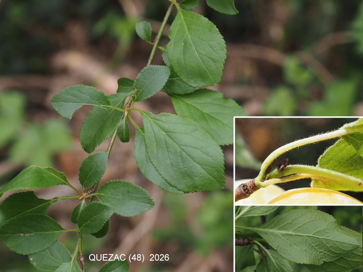 Damson leaf
